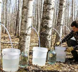 Минприроды опубликовало список требований для самостоятельного сбора берёзового сока. Иначе до 900 рублей штрафа