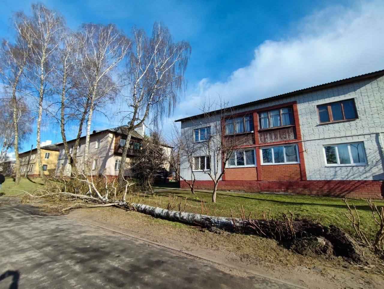 Ветер повалил деревья под Минском. Во вторник будет не лучше