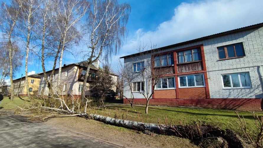 Ветер повалил деревья под Минском. Во вторник будет не лучше