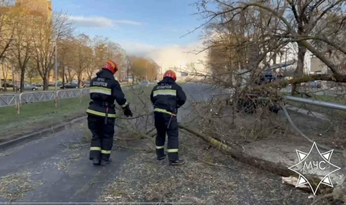 В четырех областях Беларуси ветер снес деревья и рекламные щиты