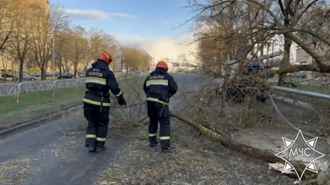 В четырех областях Беларуси ветер снес деревья и рекламные щиты