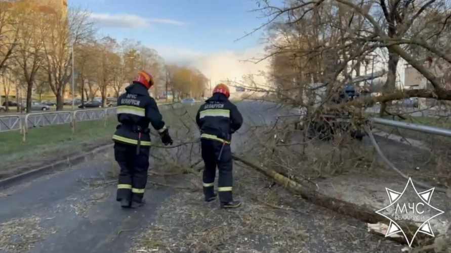 В четырех областях Беларуси ветер снес деревья и рекламные щиты