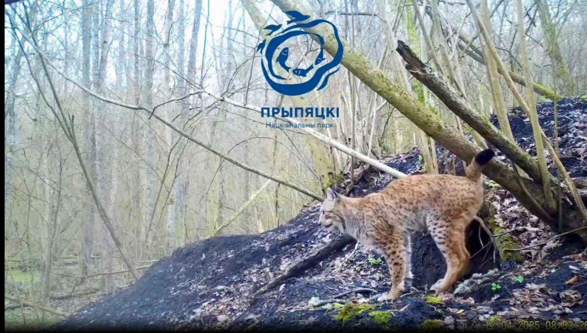 Как мяукают белорусские рыси - показали в Припятском национальном парке