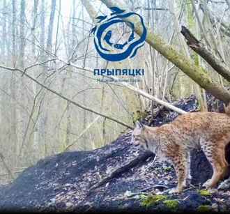 Как мяукают белорусские рыси — показали в Припятском национальном парке