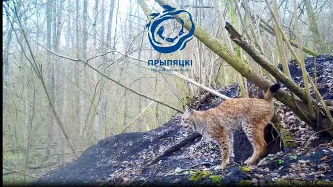 Как мяукают белорусские рыси — показали в Припятском национальном парке