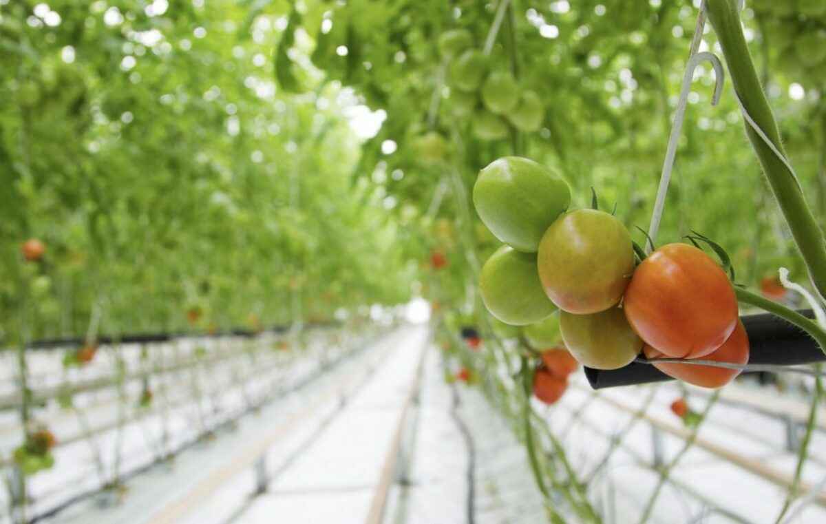 МАРТ наказал брестского производителя томатов, огурцов и перцев за наценки в 290%