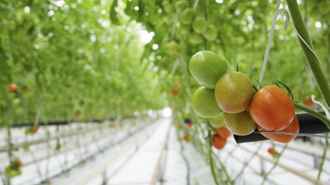 МАРТ наказал брестского производителя томатов, огурцов и перцев за наценки в 290%