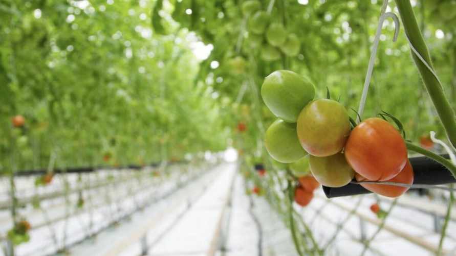 МАРТ наказал брестского производителя томатов, огурцов и перцев за наценки в 290%