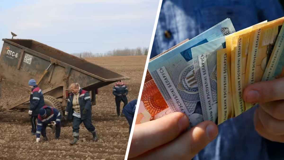 До 140 рублей в день и больше. Минтруда предложило белорусам за деньги собирать камни