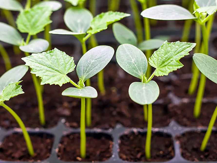 Это домашнее удобрение из двух простых ингредиентов за 2 недели подготовит рассаду огурцов к пересадке