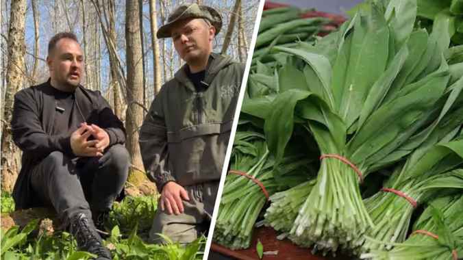 Редактор Красной книги Беларуси объяснил, как избежать штрафа в 1350 рублей за черемшу