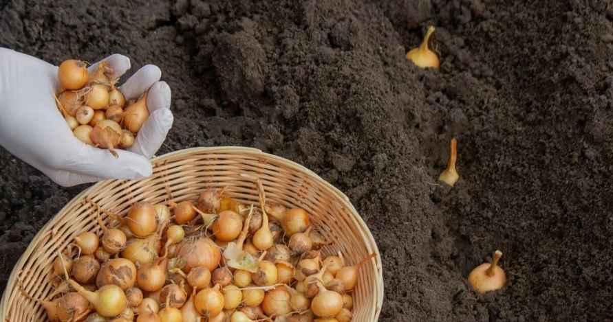 Простая процедура на пару часов перед посадкой не допустит гниения лука. Придётся заглянуть в аптечку