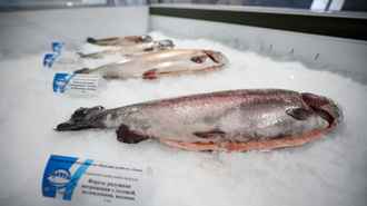 Лукашенко потребовал наполнить рынок белорусской форелью – «Обещали завалить страну»