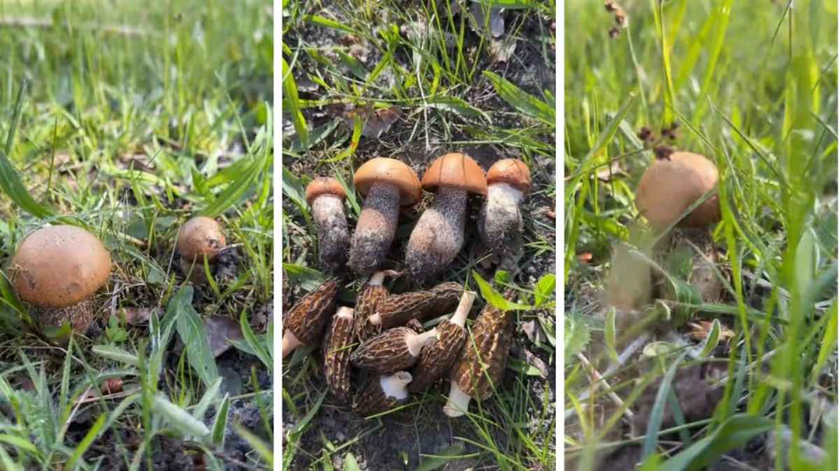Белорусские грибники в конце апреля начали собирать подосиновики - «Эффект вечного лета»
