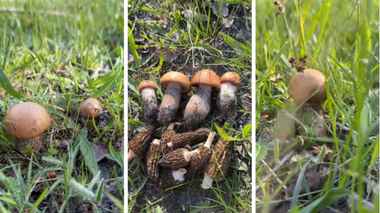 Белорусские грибники в конце апреля начали собирать подосиновики — «Эффект вечного лета»