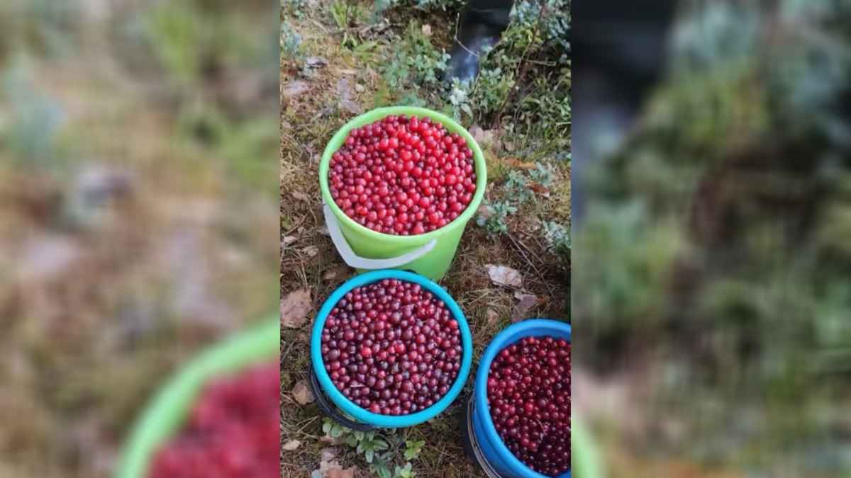 Белоруска удивила соцсети полными вёдрами весенней ягоды – «Она же ещё цвести должна!?»