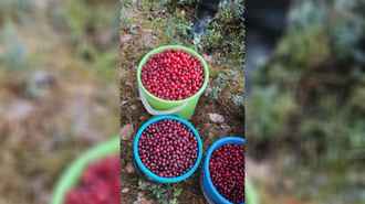 Белоруска удивила соцсети полными вёдрами весенней ягоды – «Она же ещё цвести должна!?»