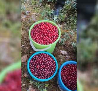 Белоруска удивила соцсети полными вёдрами весенней ягоды – «Она же ещё цвести должна!?»