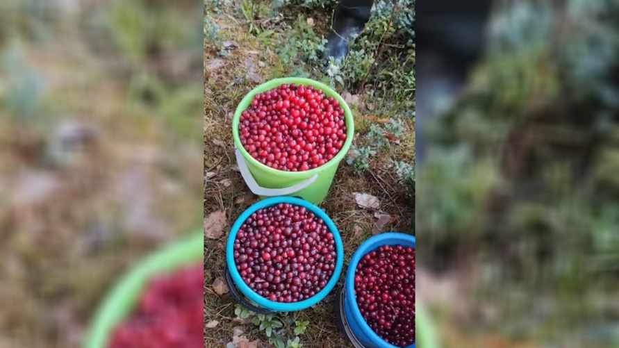 Белоруска удивила соцсети полными вёдрами весенней ягоды – «Она же ещё цвести должна!?»