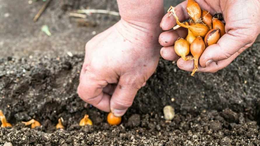 Фото иллюстрационное