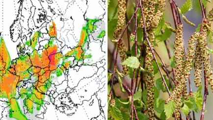 Для аллергиков в Беларуси в ближайшие дни наступит самая некомфортная пора