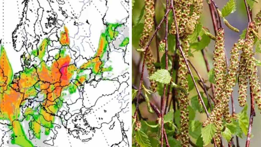 Для аллергиков в Беларуси в ближайшие дни наступит самая некомфортная пора