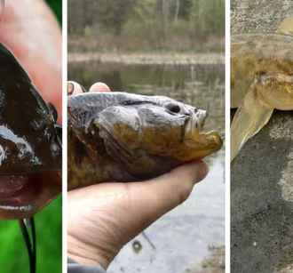 В Академии наук призвали белорусов вылавливать три вида рыб: «Враг должен быть уничтожен»