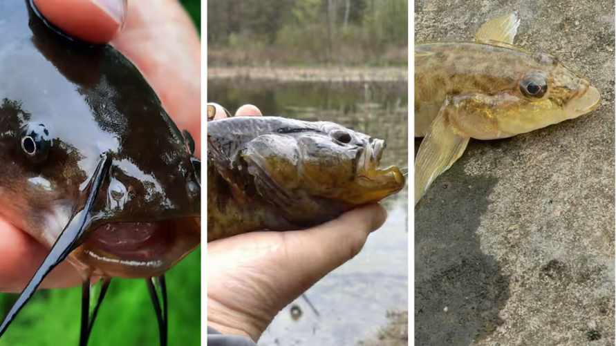 В Академии наук призвали белорусов вылавливать три вида рыб: "Враг должен быть уничтожен"