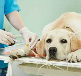 В одной из стран ЕС начали выдавать оплачиваемые больничные по уходу за собаками и кошками