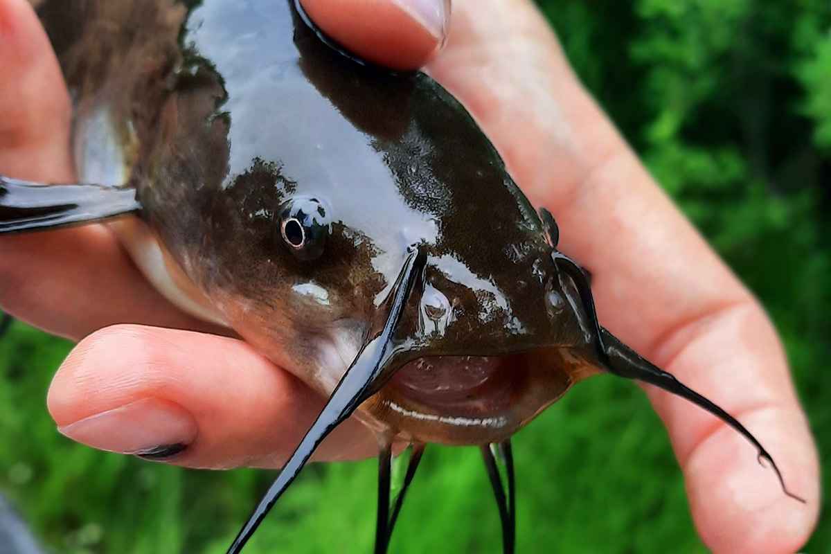 Американский сомик