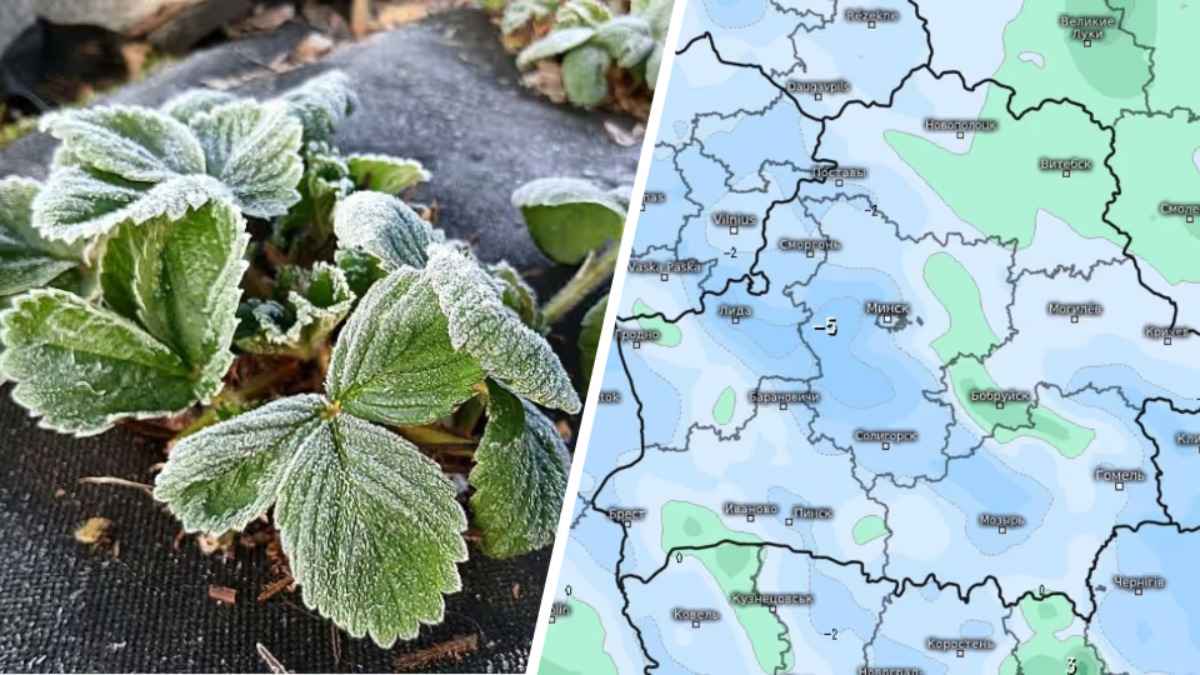 Белгидромет объявил штормовое предупреждение на две ночи из-за опасных заморозков