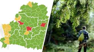 Минлесхоз запретил белорусам ходить в лес в 3 районах