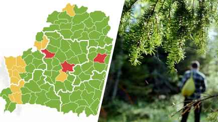 Минлесхоз запретил белорусам ходить в лес в 3 районах