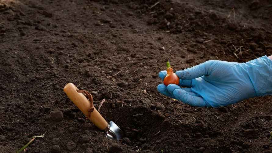 Простая процедура на пару часов перед посадкой не допустит гниения лука. Придётся заглянуть в аптечку