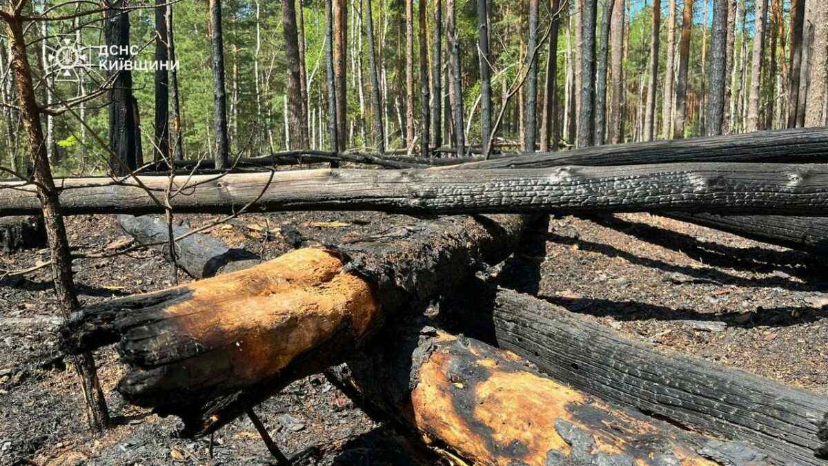 Из-за пожара в зоне ЧАЭС в Украине белорусские лесхозы приграничья перевели на круглосуточное дежурство