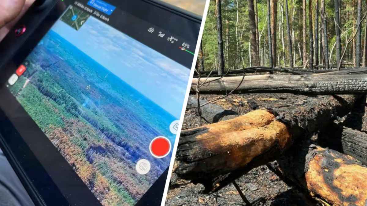 Из-за пожара в зоне ЧАЭС в Украине белорусские лесхозы приграничья перевели на круглосуточное дежурство